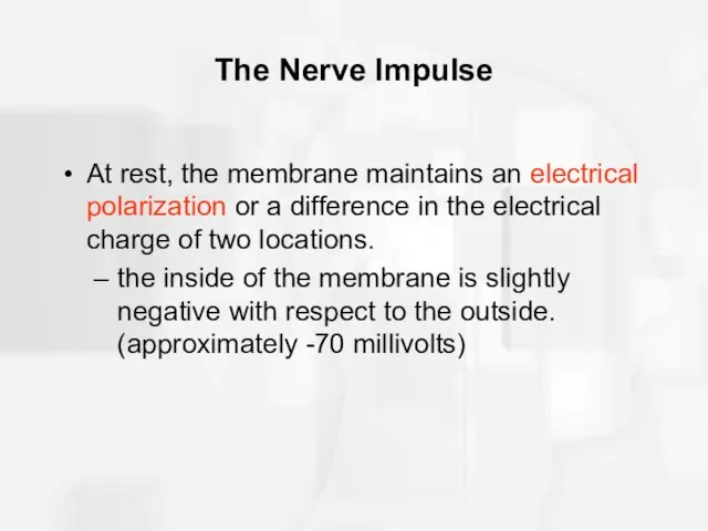 The Nerve Impulse At rest, the membrane maintains an electrical