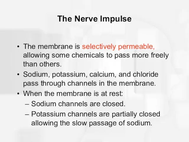 The Nerve Impulse The membrane is selectively permeable, allowing some