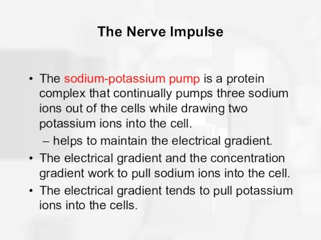 The Nerve Impulse The sodium-potassium pump is a protein complex