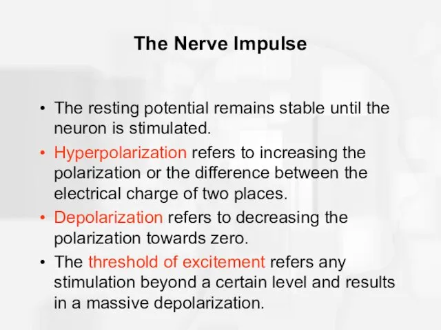 The Nerve Impulse The resting potential remains stable until the