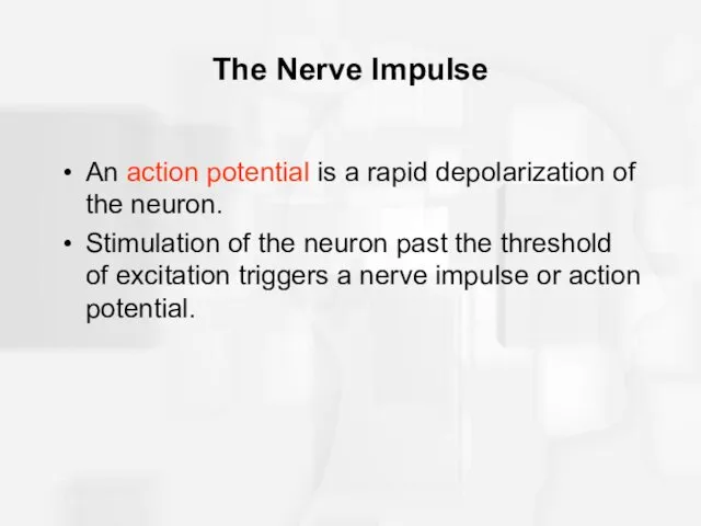 The Nerve Impulse An action potential is a rapid depolarization