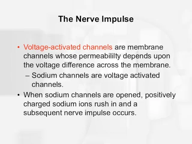 The Nerve Impulse Voltage-activated channels are membrane channels whose permeabililty
