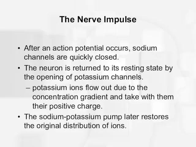 The Nerve Impulse After an action potential occurs, sodium channels