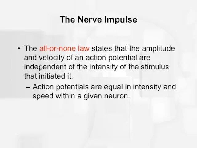 The Nerve Impulse The all-or-none law states that the amplitude