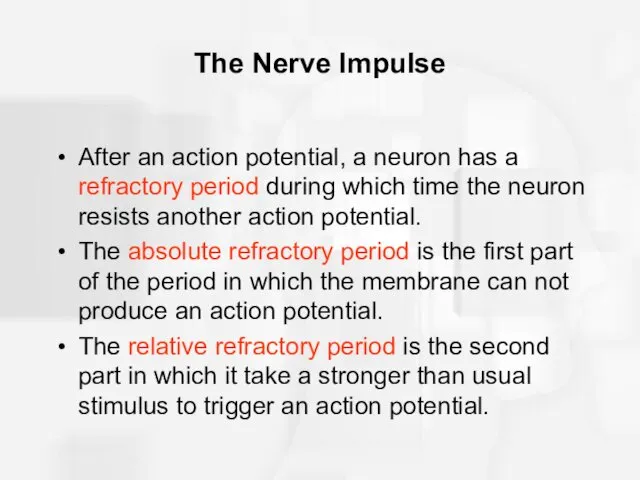 The Nerve Impulse After an action potential, a neuron has