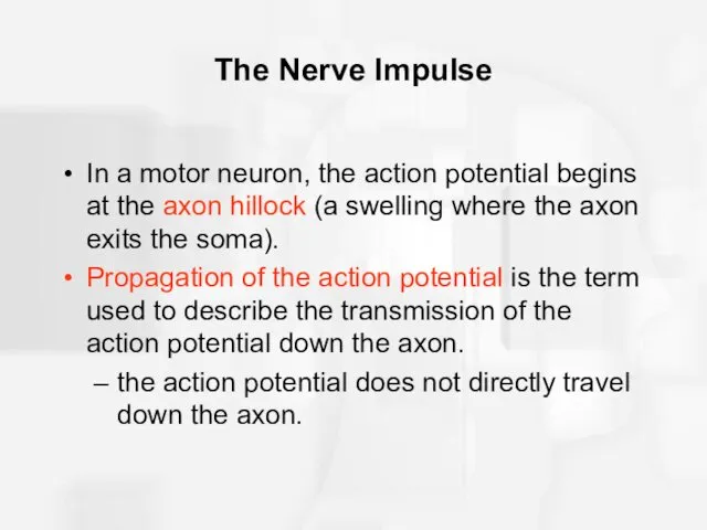 The Nerve Impulse In a motor neuron, the action potential