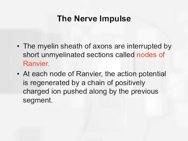 The Nerve Impulse The myelin sheath of axons are interrupted