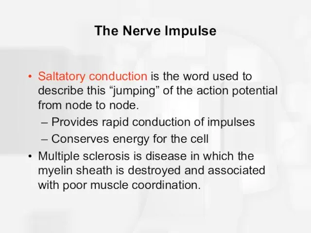 The Nerve Impulse Saltatory conduction is the word used to