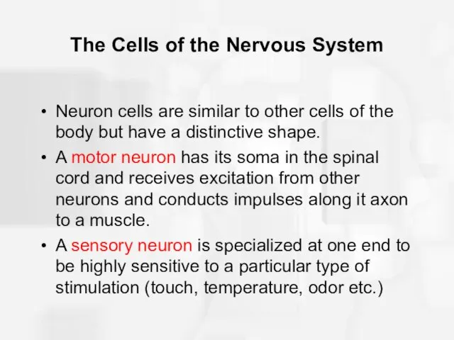 The Cells of the Nervous System Neuron cells are similar