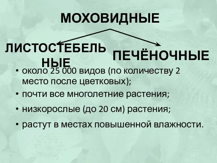 МОХОВИДНЫЕ ЛИСТОСТЕБЕЛЬНЫЕ ПЕЧЁНОЧНЫЕ около 25 000 видов (по количеству 2