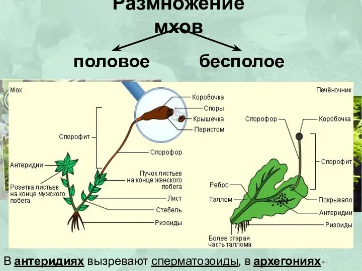 Размножение мхов В антеридиях вызревают сперматозоиды, в архегониях- яйцеклетки половое бесполое