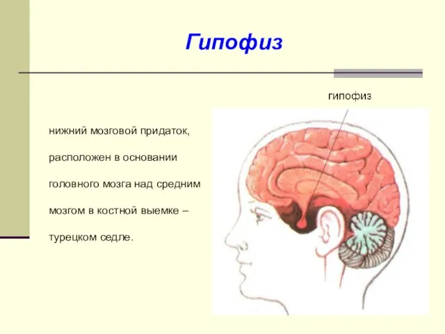 Гипофиз нижний мозговой придаток, расположен в основании головного мозга над