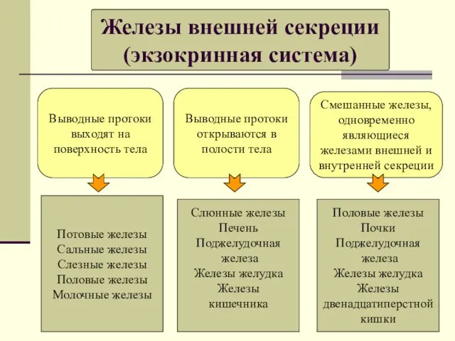 Железы внешней секреции (экзокринная система) Выводные протоки выходят на поверхность