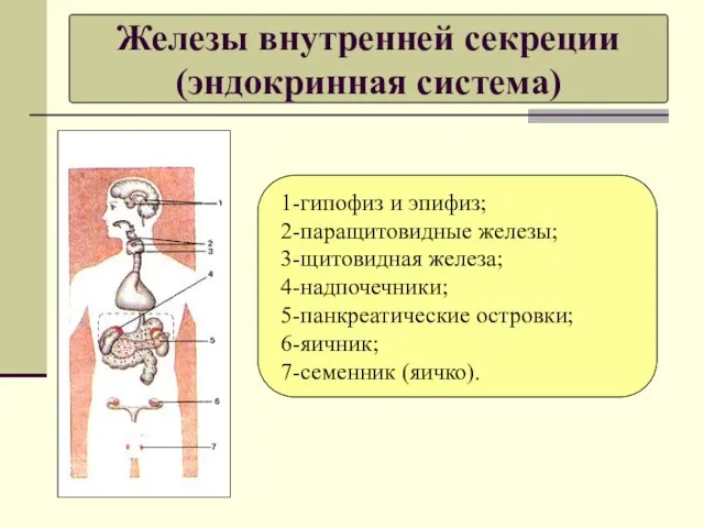Железы внутренней секреции (эндокринная система) 1-гипофиз и эпифиз; 2-паращитовидные железы;