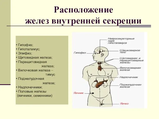 Расположение желез внутренней секреции Гипофиз; Гипоталамус; Эпифиз; Щитовидная железа; Паращитовидная
