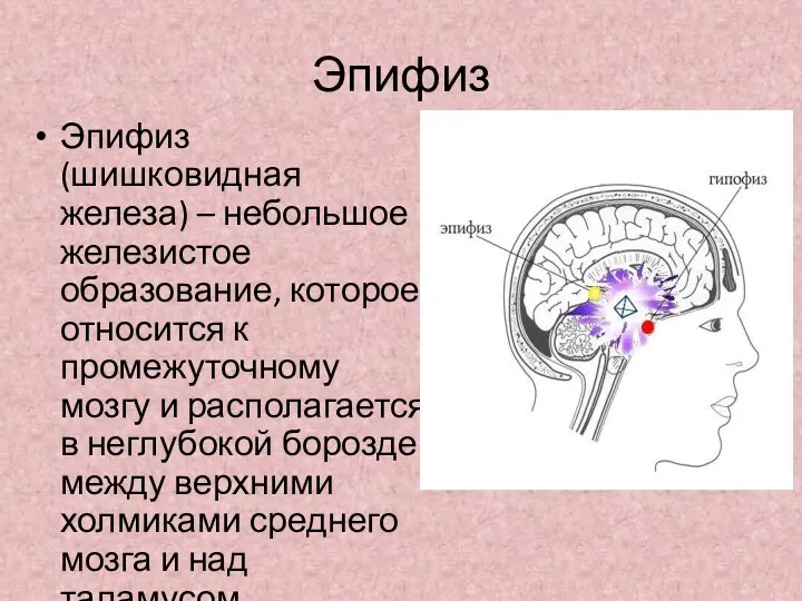 Эпифиз Эпифиз (шишковидная железа) – небольшое железистое образование, которое относится к промежуточному мозгу