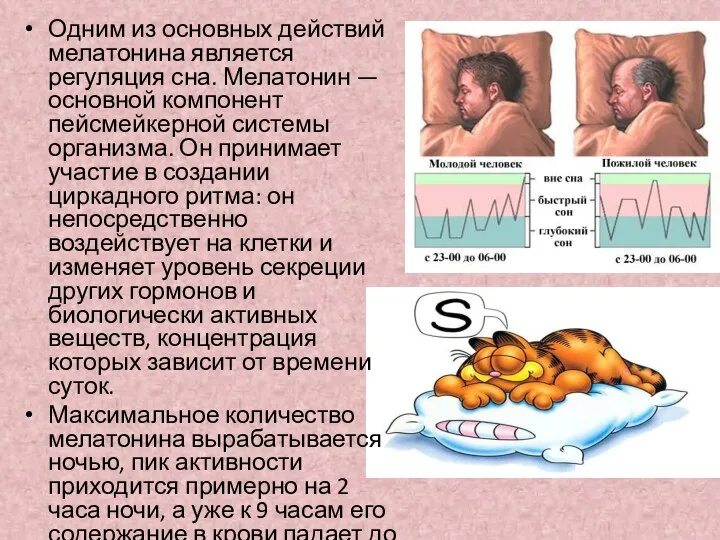 Одним из основных действий мелатонина является регуляция сна. Мелатонин — основной компонент пейсмейкерной