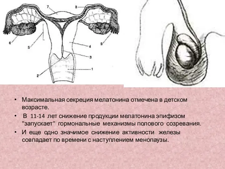 Максимальная секреция мелатонина отмечена в детском возрасте. В 11-14 лет снижение продукции мелатонина