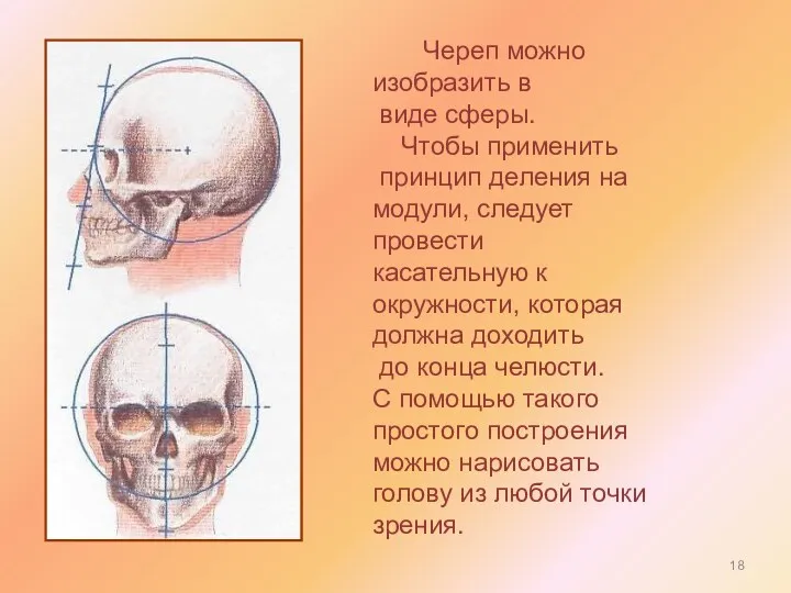 Череп можно изобразить в виде сферы. Чтобы применить принцип деления