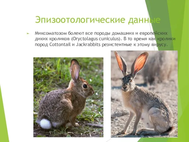 Эпизоотологические данные Миксоматозом болеют все породы домашних и европейских диких кроликов (Oryctolagus cuniculus).