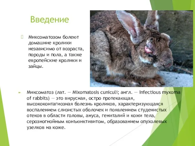 Введение Миксоматоз (лат. — Mixomatosis cuniculi; англ. — Infectious myxoma of rabbits) —