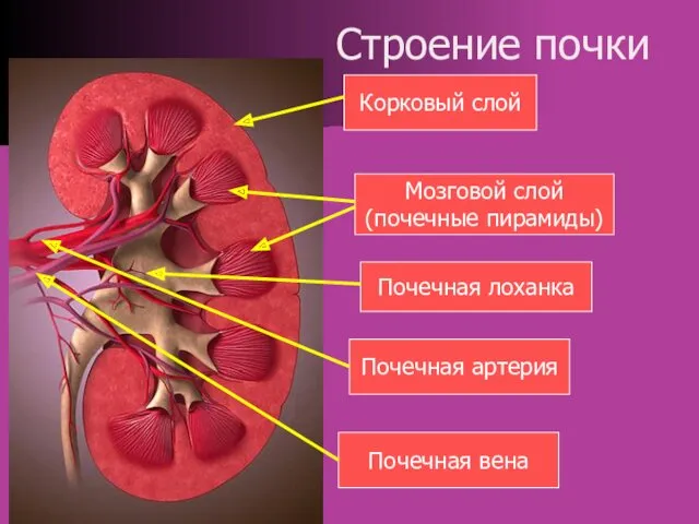 Строение почки Корковый слой Мозговой слой (почечные пирамиды) Почечная лоханка Почечная артерия Почечная вена
