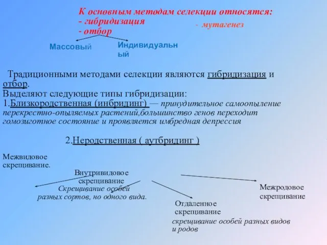 К основным методам селекции относятся: - гибридизация - отбор Традиционными