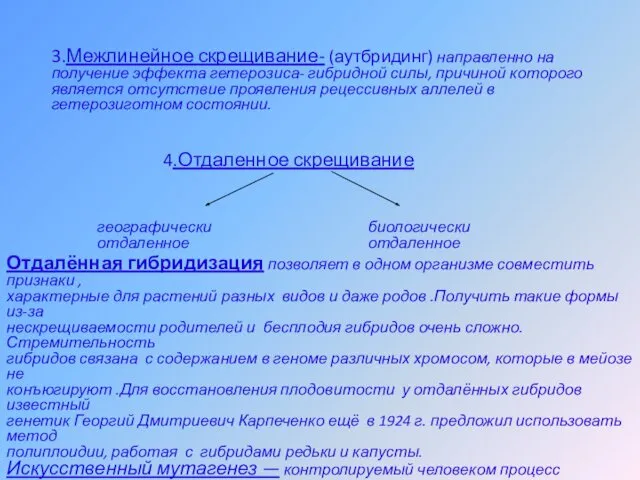 3.Межлинейное скрещивание- (аутбридинг) направленно на получение эффекта гетерозиса- гибридной силы,