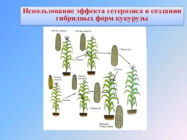 Использование эффекта гетерозиса в создании гибридных форм кукурузы