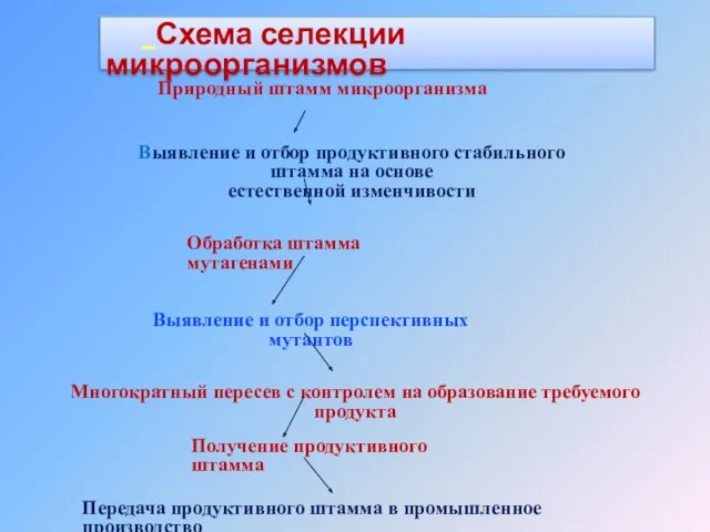 Схема селекции микроорганизмов Природный штамм микроорганизма Выявление и отбор продуктивного