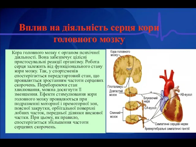Вплив на діяльність серця кори головного мозку Кора головного мозку