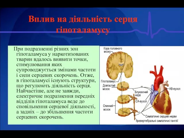 Вплив на діяльність серця гіпоталамусу При подразненні різних зон гіпоталамуса