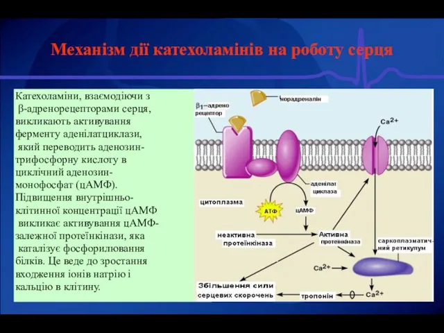 Механізм дії катехоламінів на роботу серця Катехоламіни, взаємодіючи з β-адренорецепторами