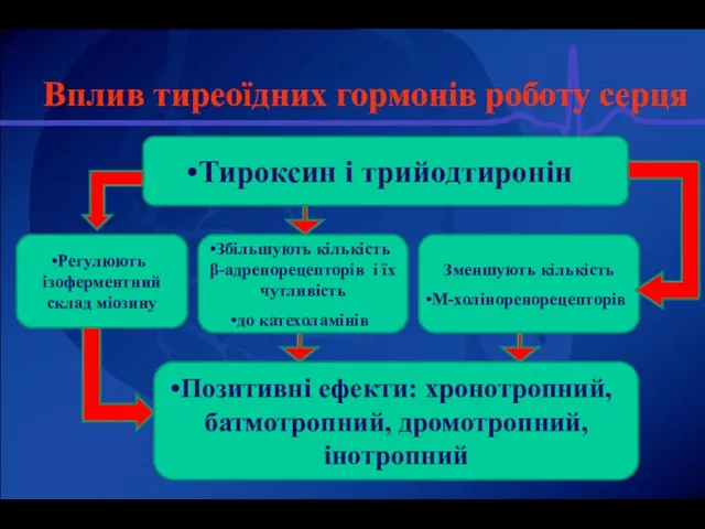 Вплив тиреоїдних гормонів роботу серця Зменшують кількість М-холіноренорецепторів Збільшують кількість