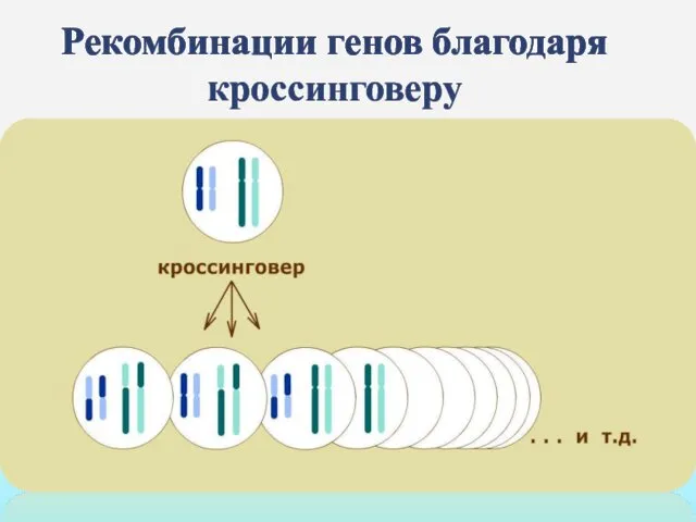 Рекомбинации генов благодаря кроссинговеру