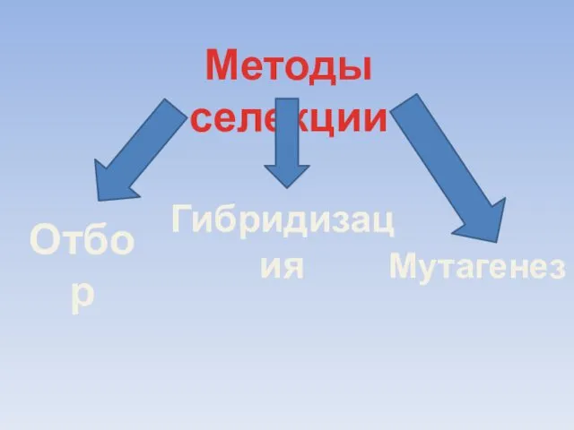 Методы селекции Отбор Гибридизация Мутагенез