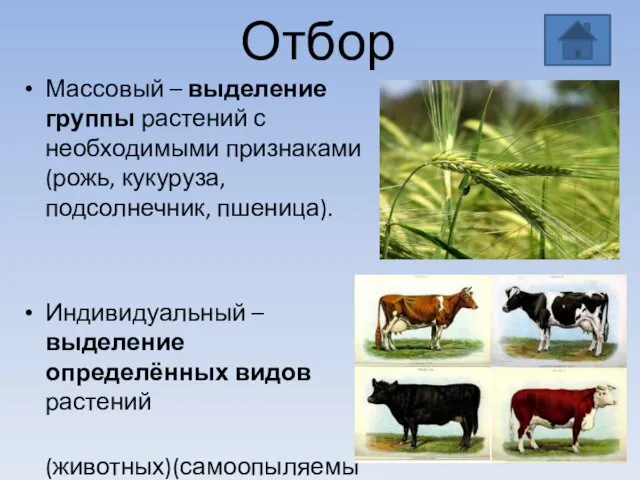 Отбор Массовый – выделение группы растений с необходимыми признаками (рожь,