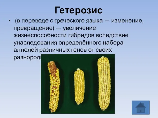 Гетерозис (в переводе с греческого языка — изменение, превращение) —