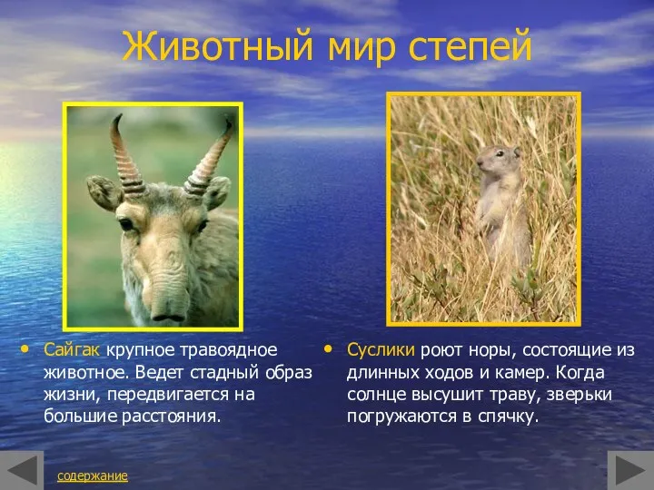 Животный мир степей Сайгак крупное травоядное животное. Ведет стадный образ жизни, передвигается на