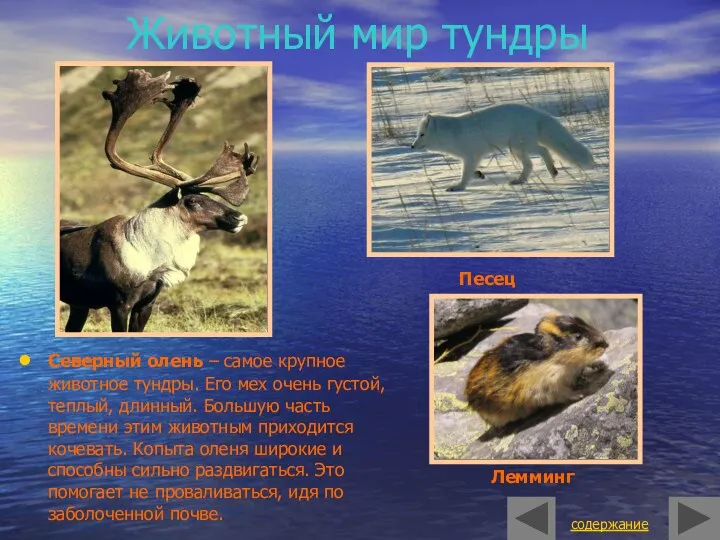 Животный мир тундры Северный олень – самое крупное животное тундры. Его мех очень