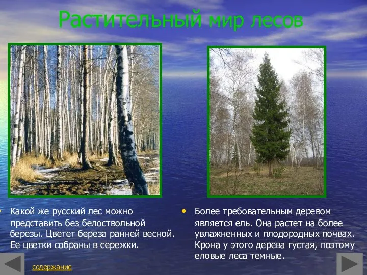 Растительный мир лесов Какой же русский лес можно представить без белоствольной березы. Цветет