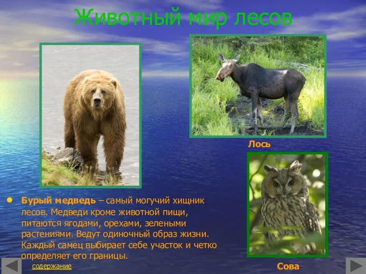 Животный мир лесов Бурый медведь – самый могучий хищник лесов. Медведи кроме животной