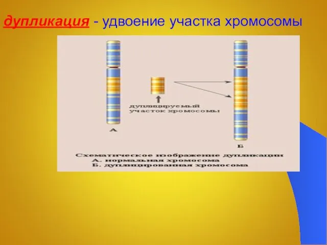 дупликация - удвоение участка хромосомы