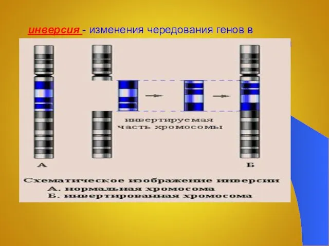 инверсия - изменения чередования генов в хромосоме за счет поворота участка хромосомы на 180°