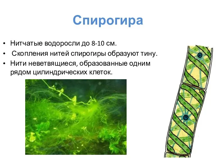 Спирогира Нитчатые водоросли до 8-10 см. Скопления нитей спирогиры образуют