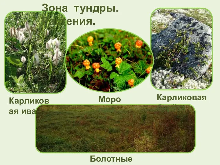 Зона тундры. Растения. Карликовая ива Морошка Карликовая берёза Болотные травы