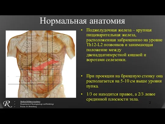 Нормальная анатомия Поджелудочная железа – крупная пищеварительная железа, расположенная забрюшинно на уровне Th12-L2