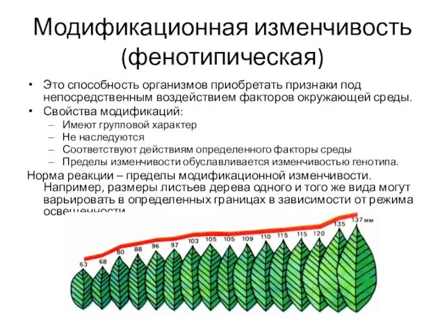 Модификационная изменчивость (фенотипическая) Это способность организмов приобретать признаки под непосредственным