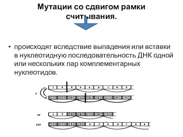 Мутации со сдвигом рамки считывания. происходят вследствие выпадения или вставки