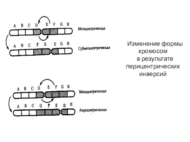 Изменение формы хромосом в результате перицентрических инверсий
